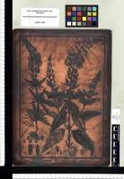 Image result for Alonsoa linearis