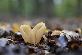 Attēlu rezultāti vaicājumam “Otidea onotica”