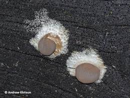 Attēlu rezultāti vaicājumam “Dictydiaethalium plumbeum”