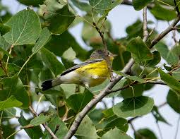 Image result for Dendroica magnolia