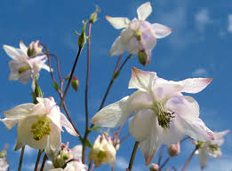 Attēlu rezultāti vaicājumam “Oenothera rubricauli flower”