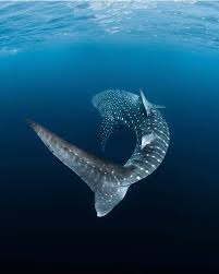 Image result for Rhincodon typus