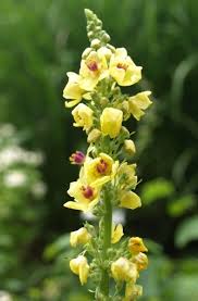 Image result for Verbascum nigrum