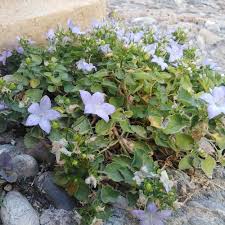 Image result for Campanula isophylla