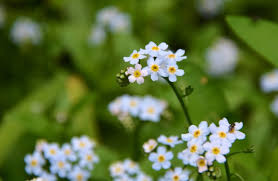 Attēlu rezultāti vaicājumam “Myosotis scorpioides bud”