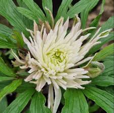 Attēlu rezultāti vaicājumam “Anemone sylvestris leaf”