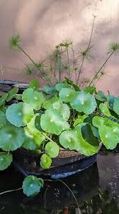 Attēlu rezultāti vaicājumam “Hydrocotyle vulgaris flower”
