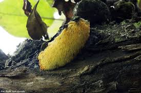 Attēlu rezultāti vaicājumam “Sarcodontia crocea”