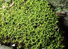Attēlu rezultāti vaicājumam “Barbula convoluta sporophyte”