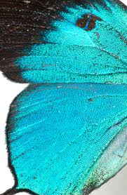 Attēlu rezultāti vaicājumam “Arcyria imperialis”