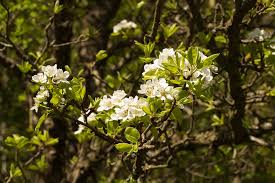 Attēlu rezultāti vaicājumam “Pyrus pyraster”