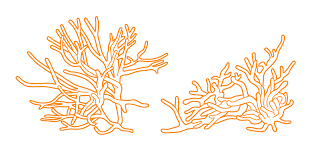 Attēlu rezultāti vaicājumam “Spongilla lacustris”