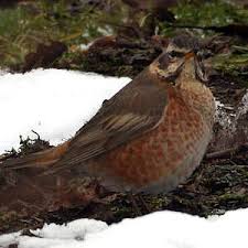 Image result for Turdus naumanni