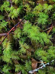 Attēlu rezultāti vaicājumam “Hylocomium splendens sporophyte”