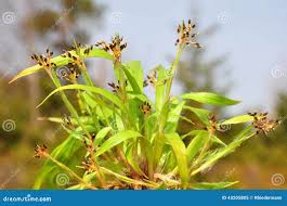 Attēlu rezultāti vaicājumam “Luzula pilosa fruit”
