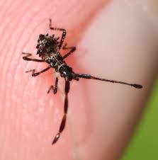 Attēlu rezultāti vaicājumam “Coreus marginatus nymph”