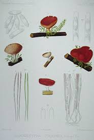 Attēlu rezultāti vaicājumam “Sarcoscypha austriaca”