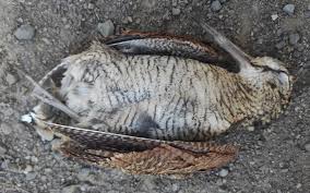 Attēlu rezultāti vaicājumam “Scolopax rusticola eggs”