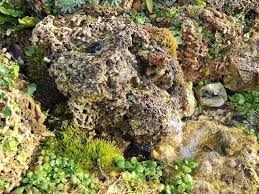 Attēlu rezultāti vaicājumam “Palustriella”