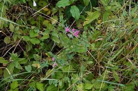 Attēlu rezultāti vaicājumam “Lathyrus tuberosus bud”