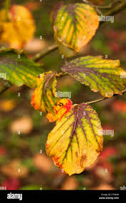 Attēlu rezultāti vaicājumam “Hamamelis japonica leaf”