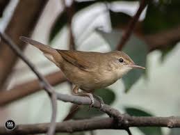 Attēlu rezultāti vaicājumam “Acrocephalus dumetorum”