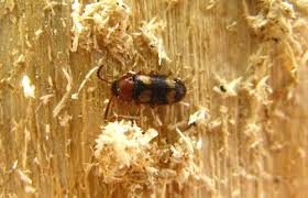 Attēlu rezultāti vaicājumam “Dendrophagus crenatus”