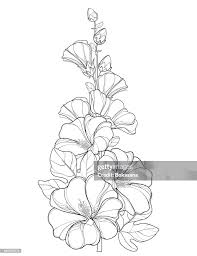 Attēlu rezultāti vaicājumam “Alcea rosea bud”