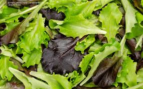 Image result for Pflücksalat