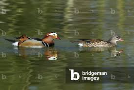 Attēlu rezultāti vaicājumam “Aix galericulata”