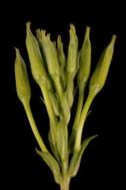 Attēlu rezultāti vaicājumam “Oenothera biennis bud”