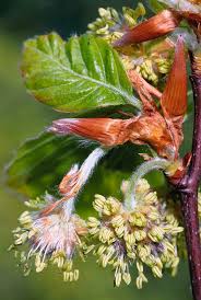 Attēlu rezultāti vaicājumam “Fagus sylvatica flower”