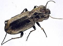 Attēlu rezultāti vaicājumam “Notiophilus germinyi”