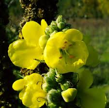 Attēlu rezultāti vaicājumam “Verbascum thapsus flower”