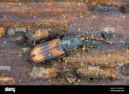 Attēlu rezultāti vaicājumam “Bitoma crenata imago”