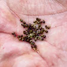 Attēlu rezultāti vaicājumam “Juncus effusus fruit”