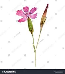 Attēlu rezultāti vaicājumam “Dianthus deltoides flower”