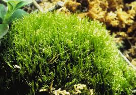 Attēlu rezultāti vaicājumam “Ditrichum flexicaule”