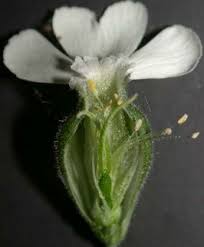 Attēlu rezultāti vaicājumam “Silene borysthenica bud”