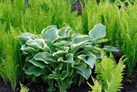 Attēlu rezultāti vaicājumam “Hosta sp. leaf”