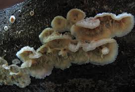 Attēlu rezultāti vaicājumam “Phlebia tremellosa”