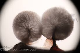 Attēlu rezultāti vaicājumam “Lamproderma pulchellum”