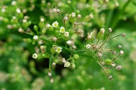 Attēlu rezultāti vaicājumam “Erigeron canadensis”