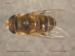 Attēlu rezultāti vaicājumam “Eristalis sp.”