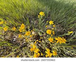 Attēlu rezultāti vaicājumam “Senecio vernalis”