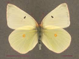 Attēlu rezultāti vaicājumam “Colias palaeno female”