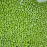 Attēlu rezultāti vaicājumam “Harpanthus flotovianus cells”