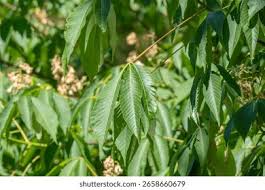 Attēlu rezultāti vaicājumam “Aesculus flava leaf”