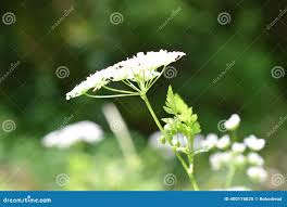 Attēlu rezultāti vaicājumam “Chaerophyllum aromaticum flower”