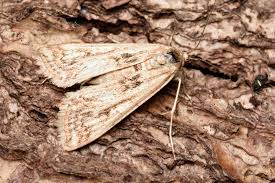 Attēlu rezultāti vaicājumam “Cataclysta lemnata”